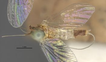 Media type: image;   Entomology 11217 Aspect: habitus dorsal view